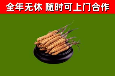 临泉回收散虫草