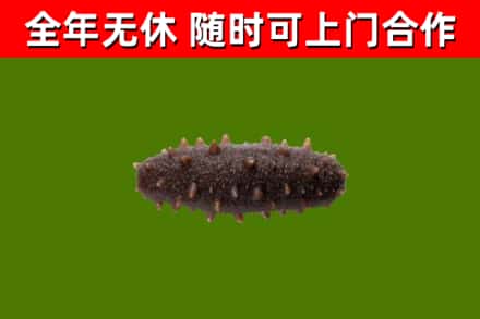 临泉回收海参干